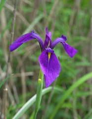 Iris ensata