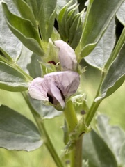Vicia faba