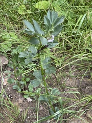 Vicia faba
