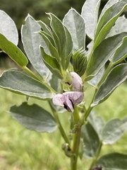 Vicia faba