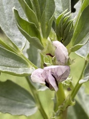 Vicia faba