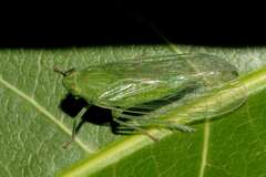 Cuernavaca inexacta