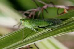 Cuernavaca inexacta