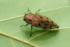 Lamprodila cupreosplendens cupreosplendens