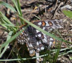 Euphydryas anicia bernadetta