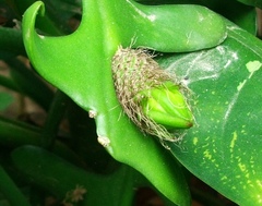 Selenicereus anthonyanus