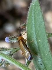 Rhagonycha lutea