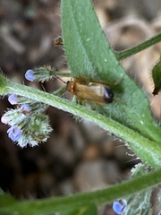Rhagonycha lutea