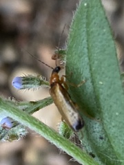 Rhagonycha lutea