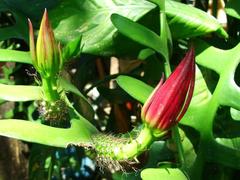 Selenicereus anthonyanus