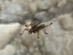 Crataerina pallida