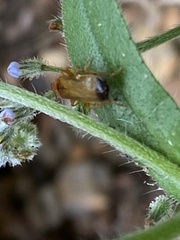 Rhagonycha lutea