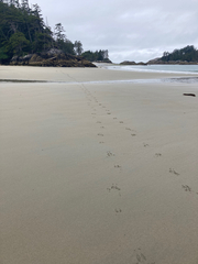 Odocoileus hemionus sitkensis