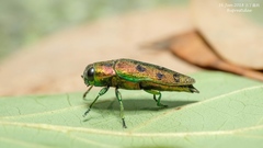 Lamprodila cupreosplendens cupreosplendens