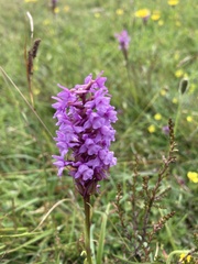 Gymnadenia borealis