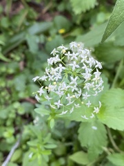 Galium mollugo