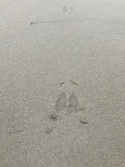 Odocoileus hemionus sitkensis