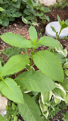Phytolacca americana
