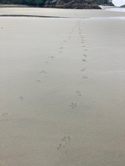 Odocoileus hemionus sitkensis