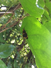 Eudesmia menea