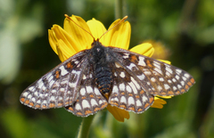 Euphydryas anicia bernadetta