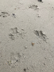 Odocoileus hemionus sitkensis