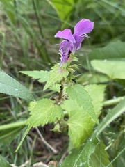 Lamium maculatum