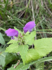 Lamium maculatum