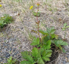 Geum macrophyllum perincisum