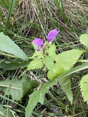 Lamium maculatum