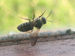 Stelis punctulatissima