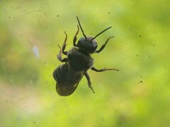 Stelis punctulatissima