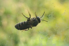 Stelis punctulatissima