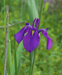 Iris ensata