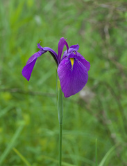 Iris ensata