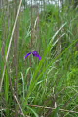 Iris ensata