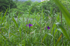 Iris ensata