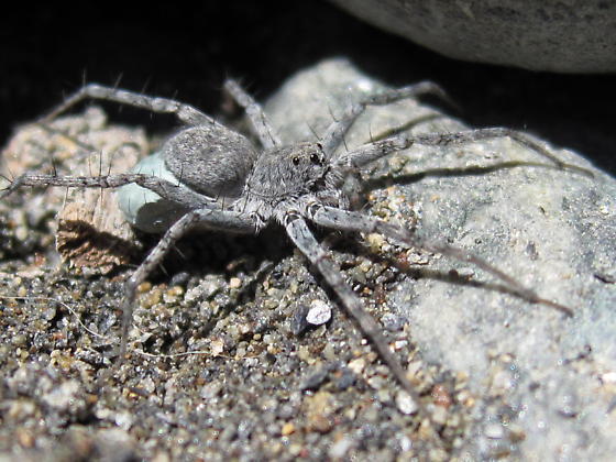 Pardosa steva from Big Slide Campground, South Fortk of the Trinity ...