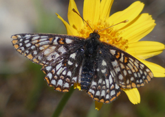 Euphydryas anicia bernadetta