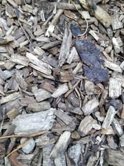 Camponotus pennsylvanicus