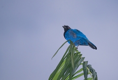 Cyanocorax caeruleus