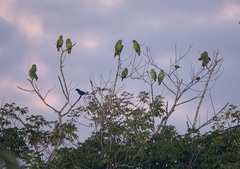 Amazona brasiliensis