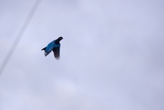 Cyanocorax caeruleus