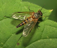 Rhagio hirtus