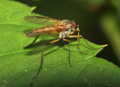 Rhagio hirtus