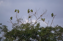 Amazona brasiliensis