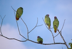 Amazona brasiliensis