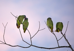 Amazona brasiliensis