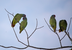 Amazona brasiliensis