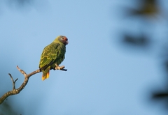 Amazona brasiliensis